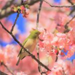 桜の木の枝の上で心の準備をしている鶯
