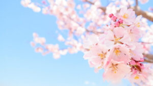 綺麗な桜と青空